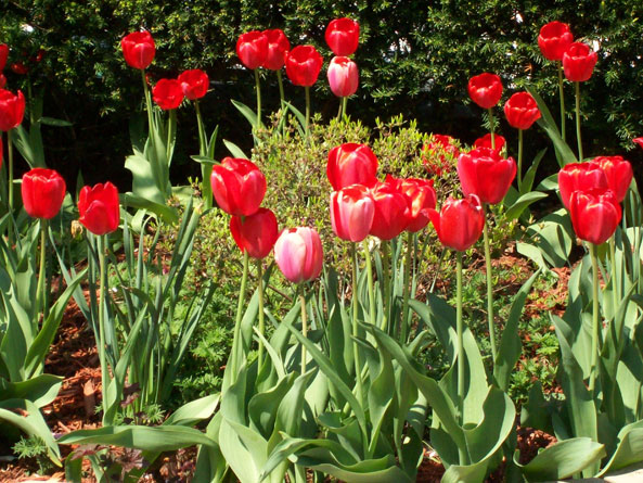 red tulips