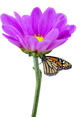 butterfly on flower