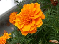 orange flower