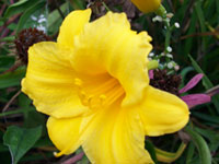 yellow flower